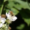 l'ABEILLE et le nectar. MÉLODIE LE GOFF